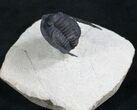 Aesthetic Cornuproetus Trilobite On Pedastal #7899-5